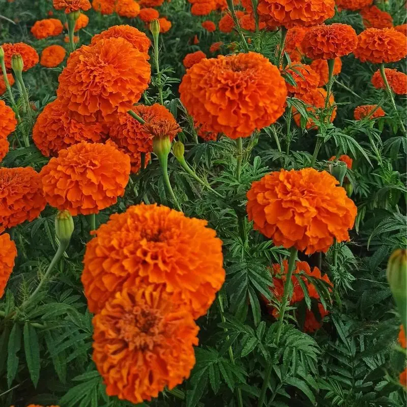 500 Pcs Marigold Seeds - Non-GMO Hardy Flowers for Vibrant, Long-Lasting Garden Color