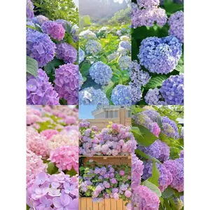 200 Mixed Color Hydrangea Seeds | Hardy Perennial Flowers for Vibrant Garden Displays | Easy to Grow & Perfect for Landscaping