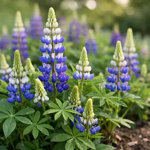 Lupine Seeds – Tall Colorful Flower Seeds for Garden, Easy Grow Outdoor
