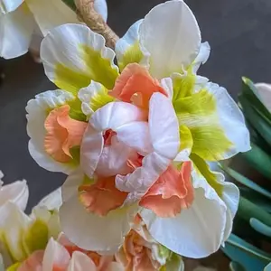 Cupids Embrace Daffodil Bulbs for Growing