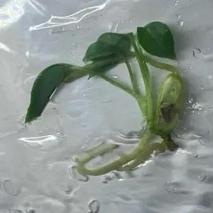 Anthurium Queen Warocqueanum | Rare TC Plantlet | sellers choice