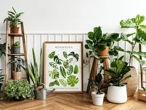 [UNFRAMED POSTER] MONSTERA Plant Poster, House Plant Identification, Plant Lover Gift, Botanical Wall Art, Plant Decor Floral Picture DIGITAL