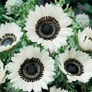 50pcs white sunflower seeds