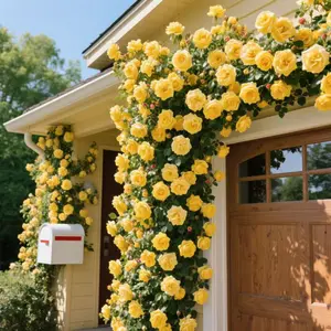 200 Pcs Climbing Rose Seeds for Planting - Perennial, Rare Heirloom Flowers for Outdoor Home Garden