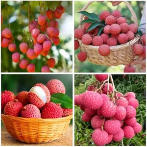 15+Lychee Tropical Fruit Seeds for Planting Outdoor- Non-GMO Litchi Seed for Exotic Home Gardening-Perennial Psidium Guajava Exotic Fruit for Plant Indoor Bonsai Tree