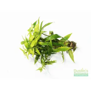 Hygrophila Salicifolia (Rugged background plant)