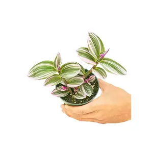 Tradescantia 'Nanouk', Small