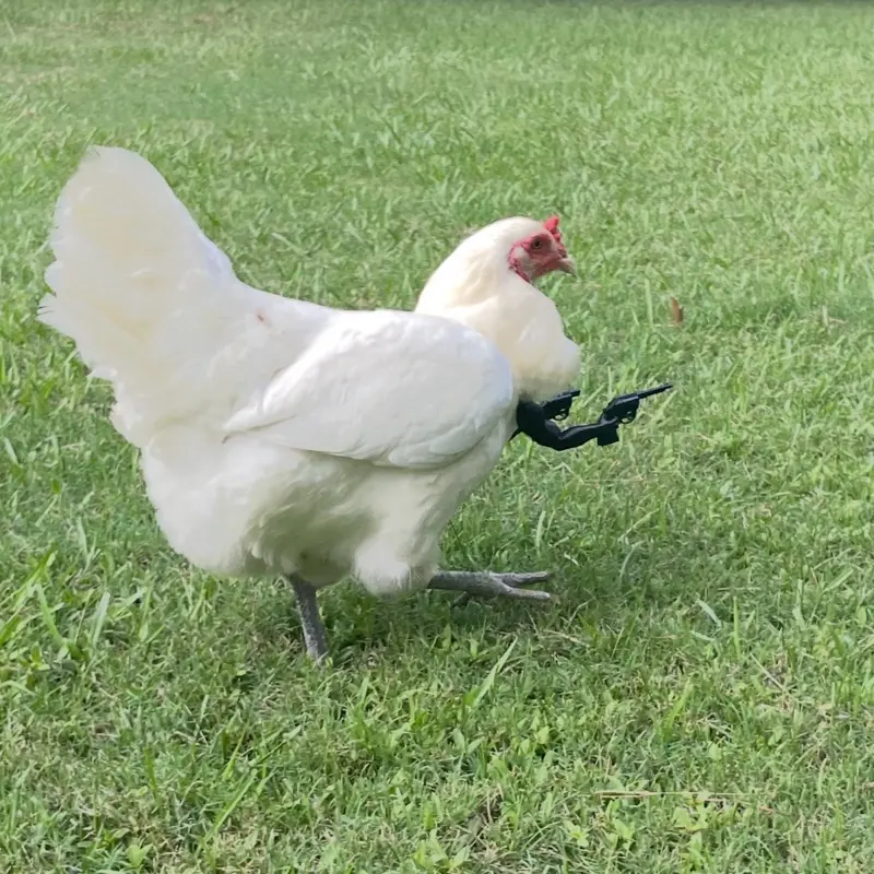 Chicken Arms with Toy Cowboy Guns to Protect the Flock Chicken Arms with Toy Cowboy Guns to Protect the Flock