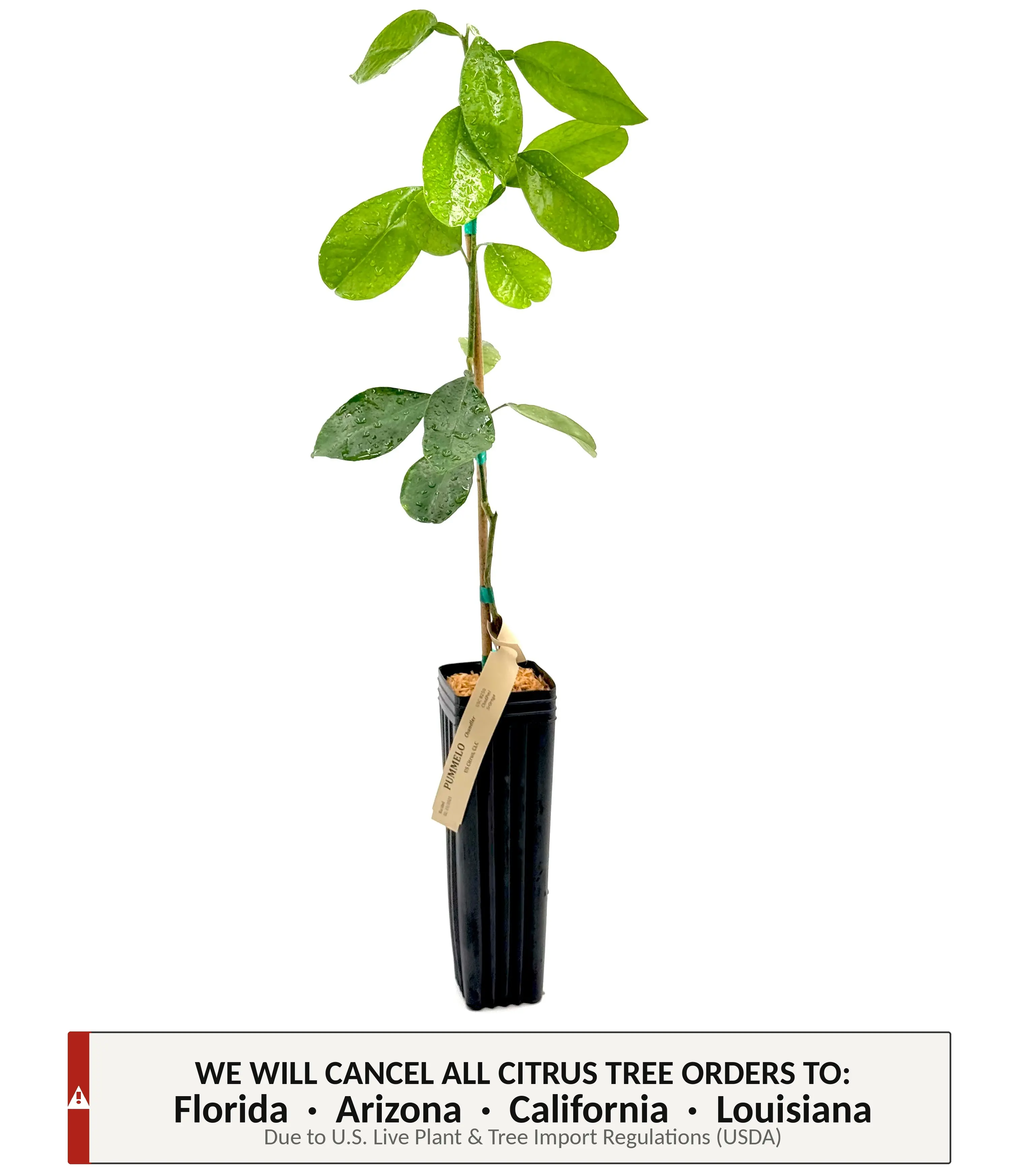 Chandler Pomelo Tree | No Ship CA AZ LA FL | US Citrus Nursery | Produces Sweet Mild Low Acid Fruit, Juicy Light Red Flesh, Natural Live Grafted Citrus Plant, Indoor Outdoor Fruit Tree