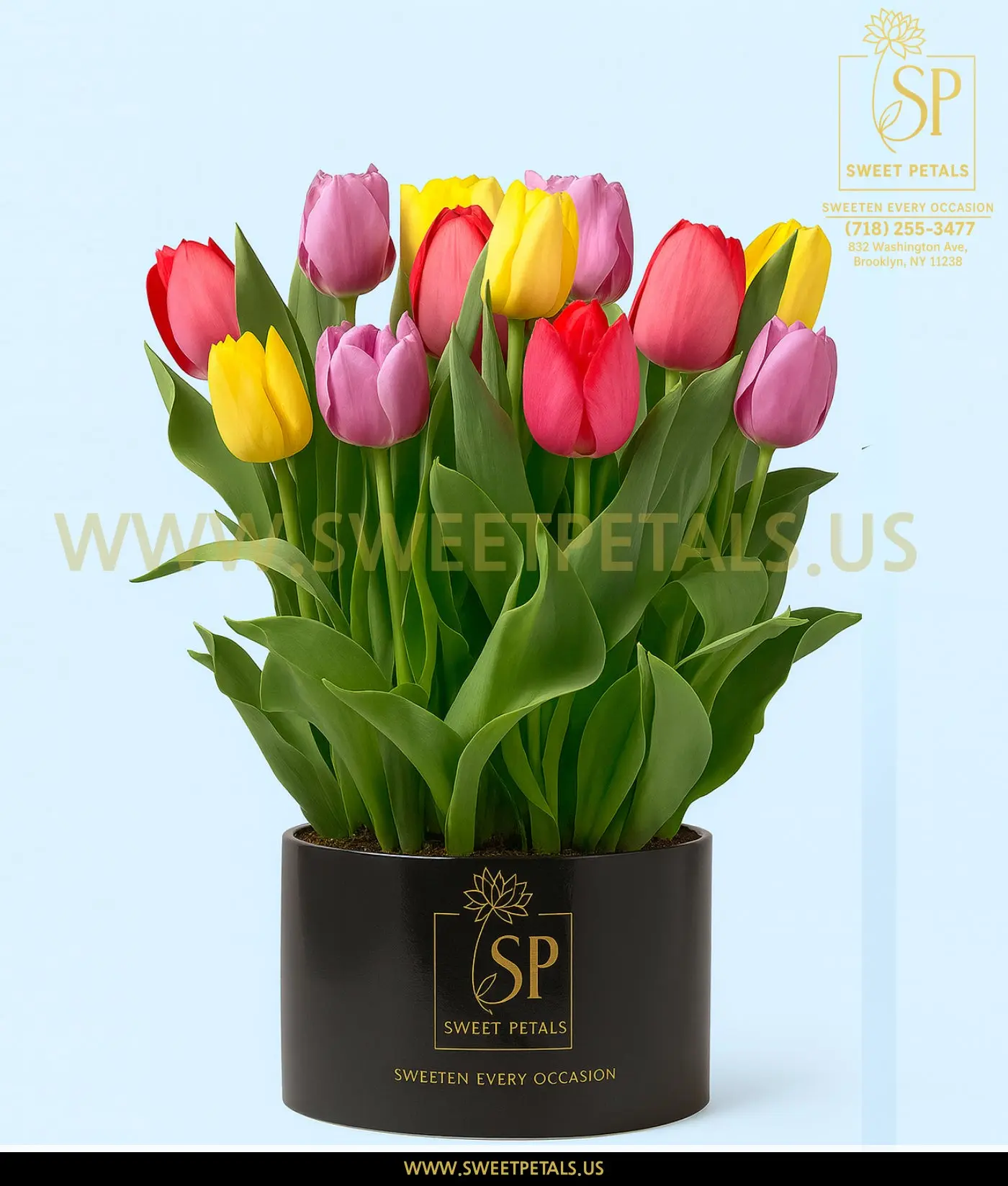 Rainbow Tulip Bulb Garden