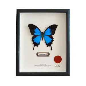 Real Framed Butterfly - Preserved Papilio ulysses (Blue Emperor) - Electric Blue Shadow Box - Handmade Entomology Art & Gift for Nature Lovers