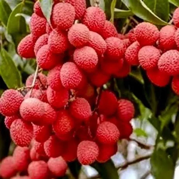 Lychee Mauritius fruit tree Lychee Mauritius fruit tree