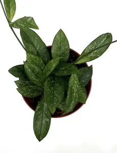 Hoya Crassipetiolata Splash