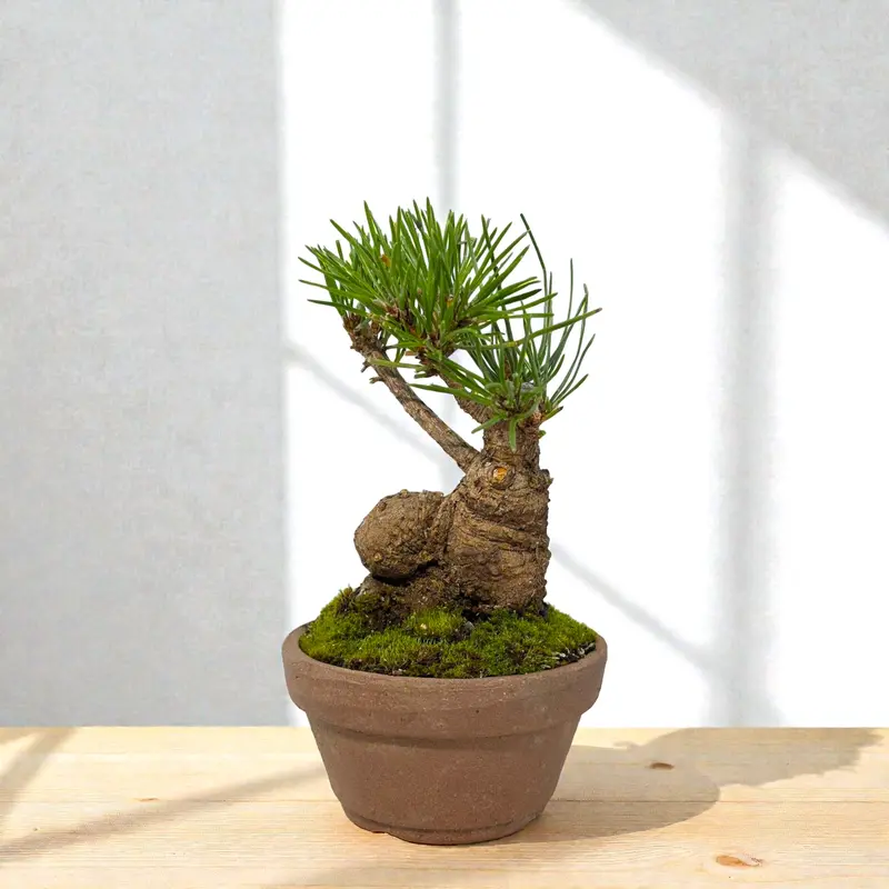 bonsai tree care indoor - TikTok Shop