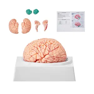 VEVOR Human Brain Model Anatomy, 1: 1 Life-Size 9-Part Human Brain Anatomical Model with Labels Display Base, Detachable Brain Model for Science Research Teaching Learning Classroom Study Display