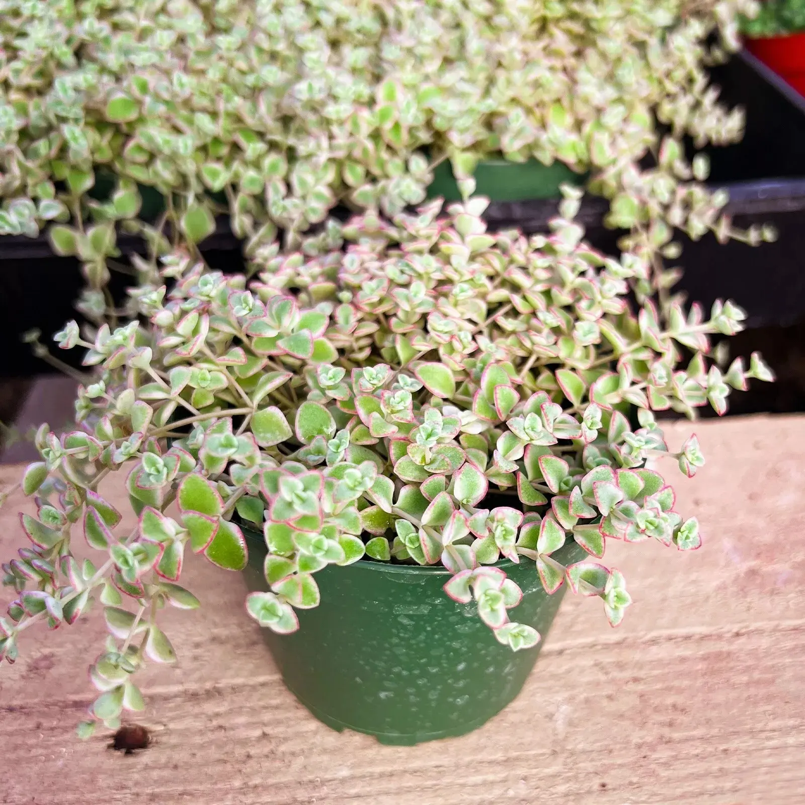 Crassula Sedum 'Little Missy' Succulent Plant Fully Rooted in 4 inch Planter Pot