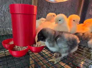 Small Chick Feeder, Farm Animal & Poultry Feeding Tool for Pet Supplies