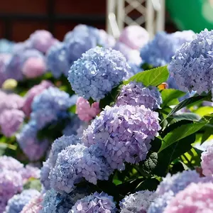 Mixed Color Hydrangea Seed Pack – 50 Premium Heirloom Flower Seeds for Garden, Home & Outdoor Planting – Non-GMO, Easy-to-Grow Hydrangea Flower Tree Seeds