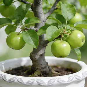 50 PCS Green Apple Seeds – Heirloom Apple Tree Seeds for Outdoor Planting, Fruit Tree Seeds for Garden and Bonsai Growing, Easy to Grow Backyard Orchard Seed