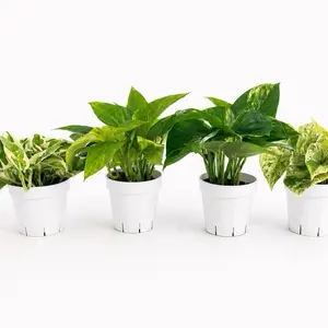 Pothos Variety Bundle (4 Pack)  – 4” Pots
