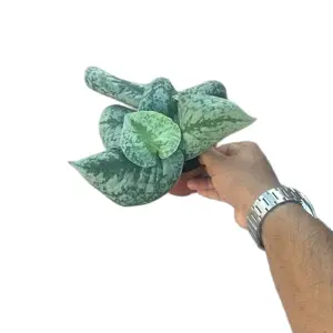 Pothos Silver Splash - 4 Inch