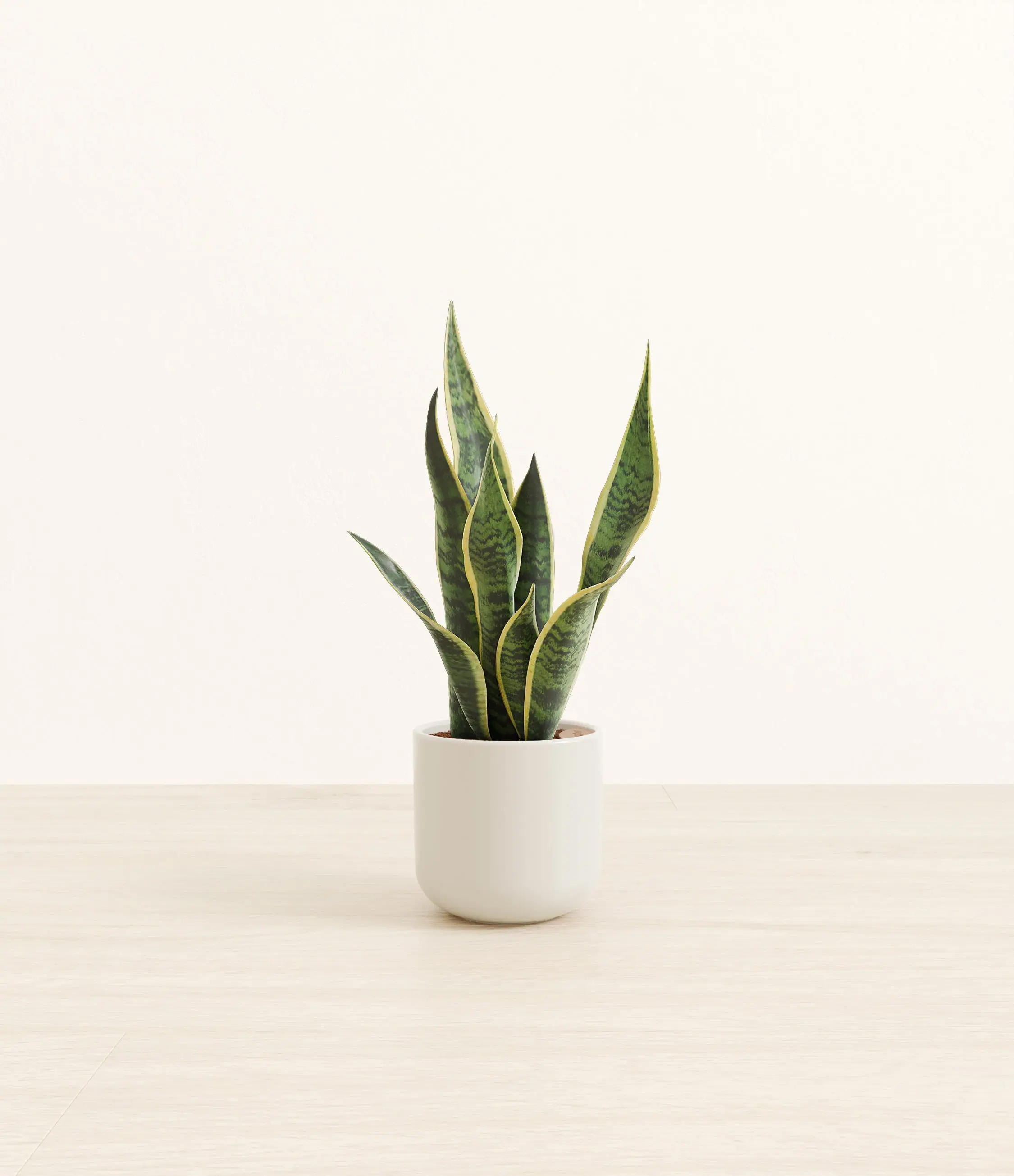 Golden Snake Plant