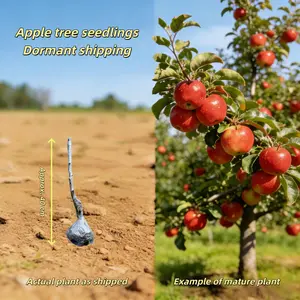 Dwarf Ruixue Apple Tree Seedling Grafted Mini Apple Ruixue Young Bare Branch Starter Tree Compact Patio Balcony Fruit Sweet Crisp Apples Dormant Shipping