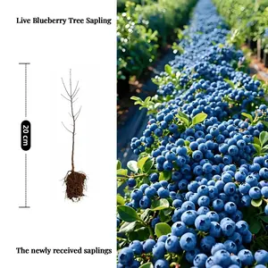 Premium Blueberry Bush Plant Highbush Rabbiteye Southern Highbush Live Fruit Tree Organic Non-GMO Heirloom Potted Seedling Self-Pollinating Cold Hardy Disease Resistant High Yield Sweet Juicy Berry Easy Grow Backyard Garden Patio Container Gardening
