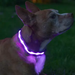 Blazin Light up Dog Collar - the Original LED Dog Collar - USB Rechargeable - Waterproof - 1,000 Feet of Visibility - Dog Collar Light for Small, Medium, Large Dogs - US Brand Blazin