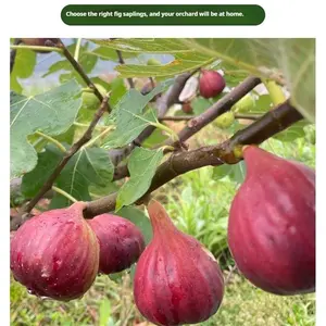 Healthy Fig Tree Seedling - Dense Roots, High Survival Rate, with Nutrient Soil & Disposable Pot - Seedless & High Yield for Home/Beginner Gardening