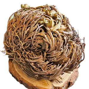 Rose of Jericho aka Resurrection Plant