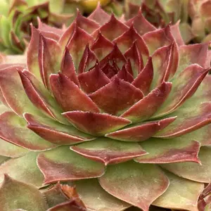 Copper Canyon Giant Succulent - Hens and Chicks Plant from the Giant™ Collection from Chick Charms­® - 6" pot