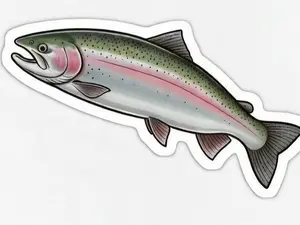 Sticker of a steelhead / Rainbow trout 4" x 2"
