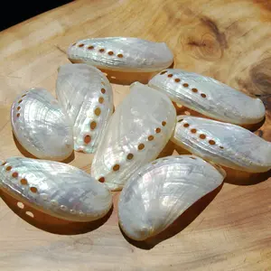 6pc Pearlized Mule Ear Abalone Shells Haliotis asinina
