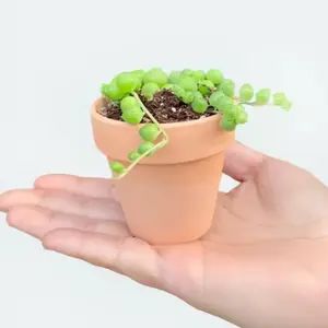 Itsy-Bitsy String of Pearls Plant Potted Succulent in Terra Cotta Pot