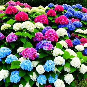 50 Pcs Mixed Colour  Hydrangea Seeds Vining Flower Seeds Creeping Hedge Shrub  Seeds
