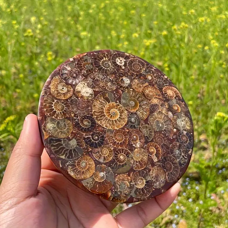 Natural Ammonite Disc Fossil Conch Specimen Ornament, 1 Count Healing Crystal Energy Crystal Home Decoration, Mineral Specimen, Natural Stone Decor, Crystal Decorative Ornaments