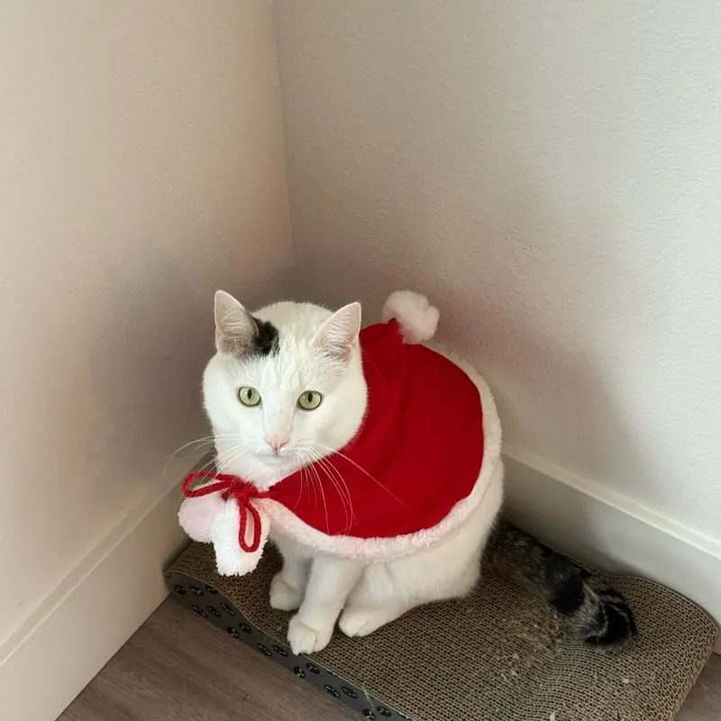 Santa Cat/Dog Clothing