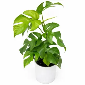 Mini Monstera RHAPHIDORA TETRASPERMA 6" Pot  Houseplant with Unique Leaves for Indoor Home Decor Easy Care Low Maintenance Beginner Friendly