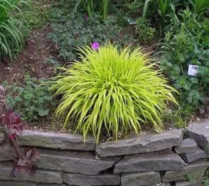 All Gold Japanese Forest Grass