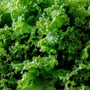 Mustard Greens Seeds 50 Seeds - Ideal for Gardening and Culinary Use