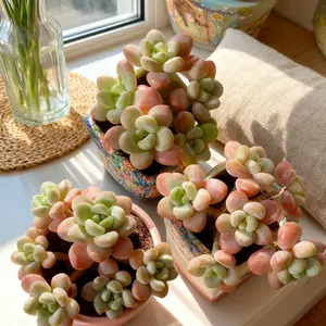 [Hot Pick] 'Luoshen' Succulent｜Plump & Chubby Leaves｜Beginner-Friendly & Fast Growing｜Cute Desktop Green Plant｜Healing Mini Potted Plant（Graptosedum Miul）