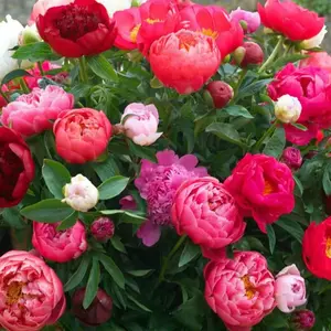 1000 pcs peony seeds，peony red peony seeds are planted，courtyard balcony plants