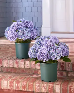 22" Outdoor Purple Hydrangea Harmony Pot Fillers, 2-Pack, Set of 2, Width 19", Unlit by Balsam Hill