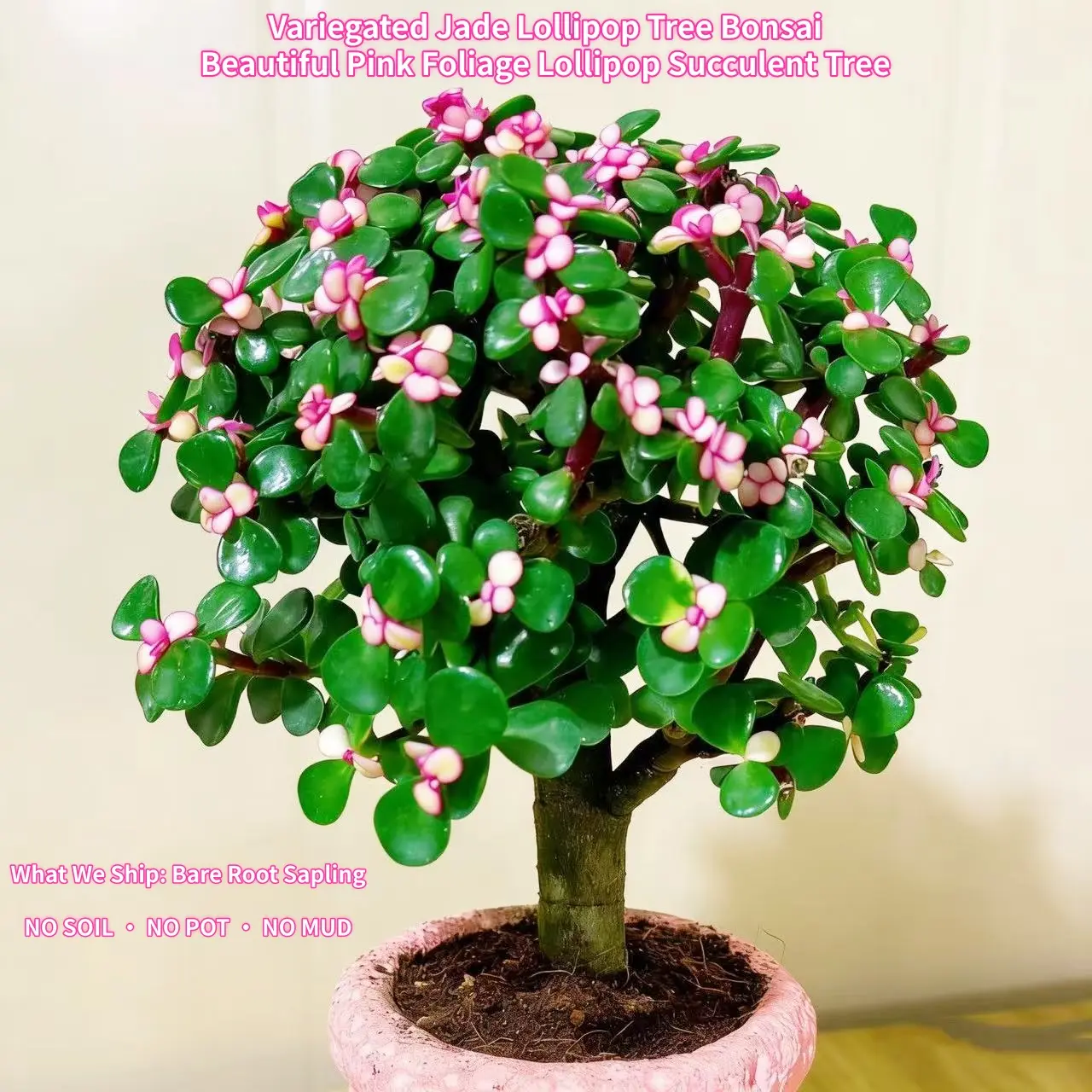 Bonsai Portulacaria Afra Lollipop Shape, Elephant Bush Live Plant, Rare Bonsai Tree Houseplant, Succulent Jade Plant for Desk Home Office Decor