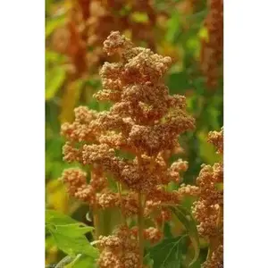 Quinoa Plant Seeds- Oro de Valle - Gold-headed strain - Chenopodium quinoa