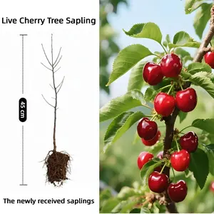 Sweet Cherry Tree Seedling 45 cm Cold Hardy Easy to Grow for Home Garden Live Cherry Tree Sapling