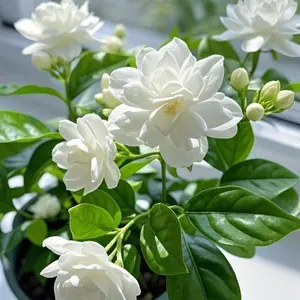 100 PCS Jasmine Seeds – Blooming Beauties with Captivating Scent, Easy for Beginners