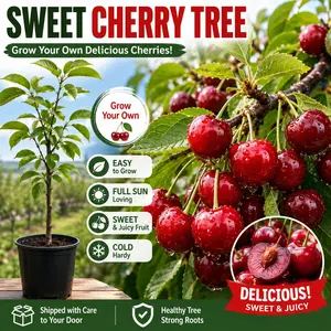 Black Cherry Fruit-Bearing Ornamental Live Plant Seedling - Prunus serotina, Native Edible Fruit Shade Option for Home and Garden Planting