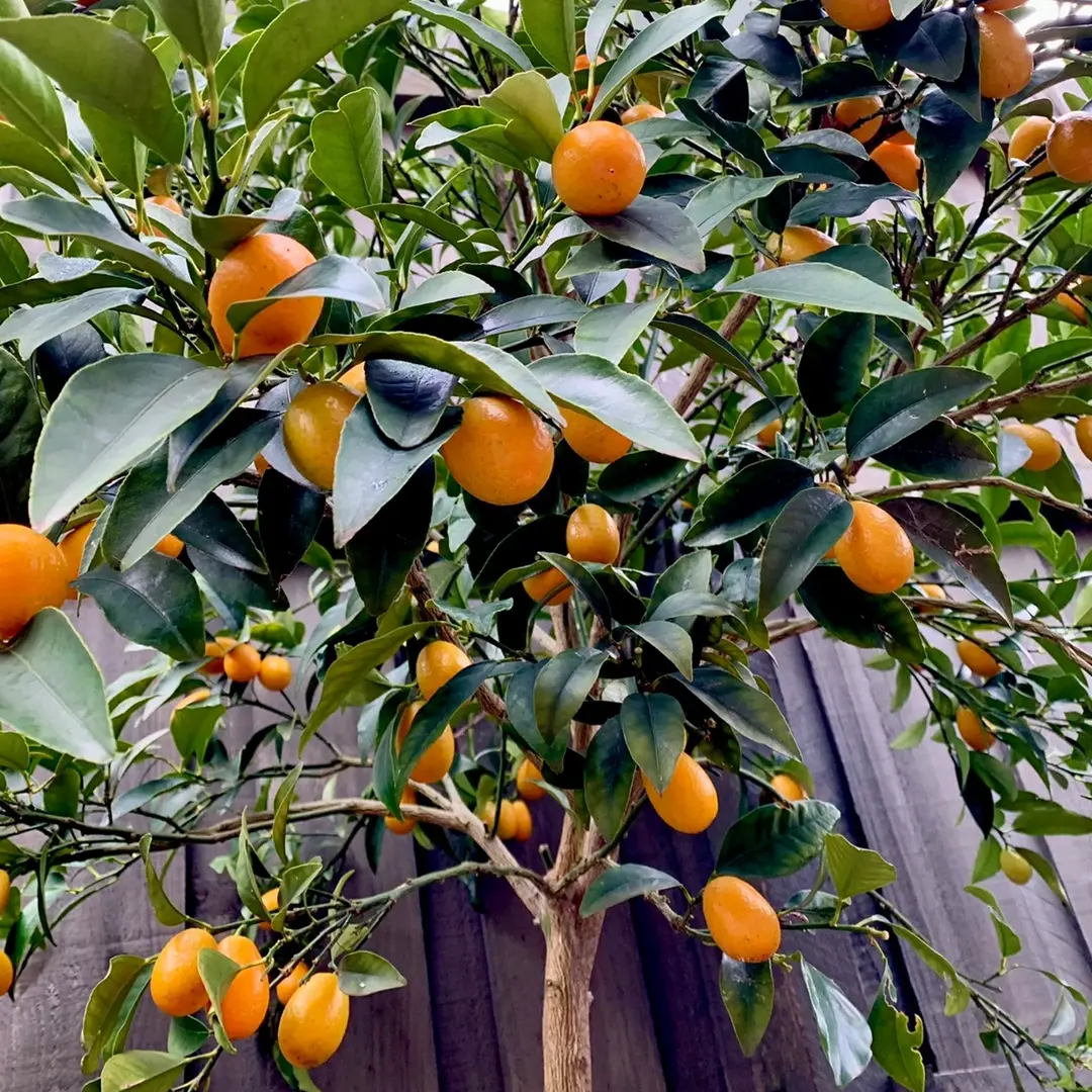Kumquat Sapling - Bare-Root Plant, Suitable for Garden & Outdoor Space, Note: Reference Effect Only